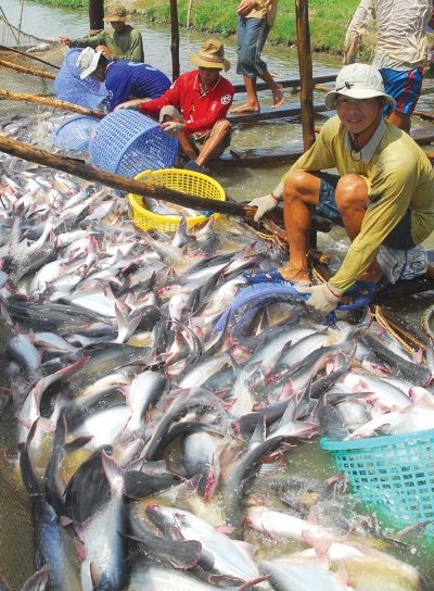 Nguy cơ “mất kiểm soát” của ngành hàng cá tra