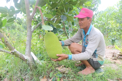 Giá mít lao dốc mạnh