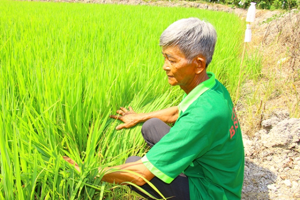 Ngăn chặn sản xuất giống lúa Thiên Đàng