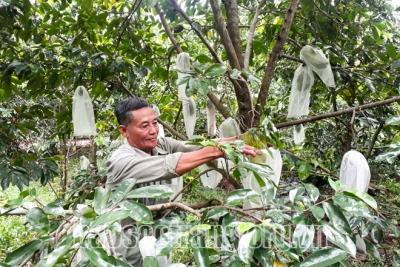 Những mô hình thích ứng với hạn, mặn