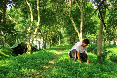 Lai Vung khôi phục lại vườn cây có múi