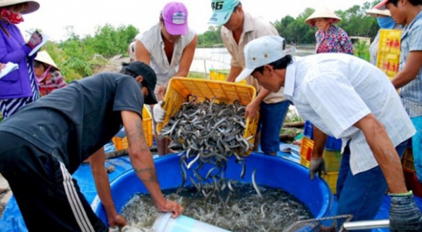 Cà Mau: Giá cá kèo tăng cao chưa từng có, người nuôi phấn khởi