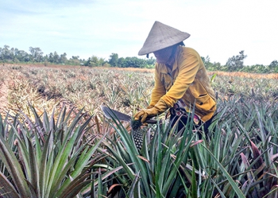 Trợ lực bước đầu cho khóm Cầu Đúc