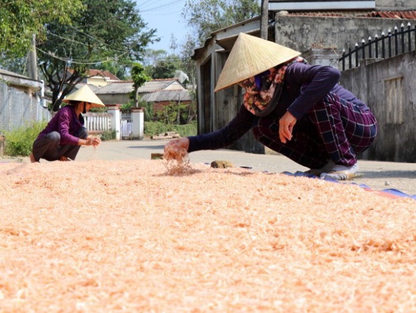 Ngư dân Bạc Liêu có thu nhập khá nhờ trúng mùa ruốc biển