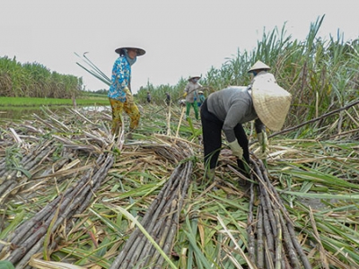 Giải pháp trước vụ thu hoạch mía