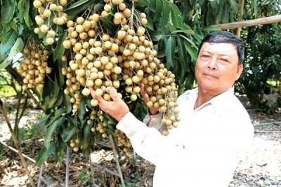 Sản xuất cây ăn trái ở ĐBSCL: Ðối mặt với nhiều thách thức