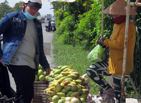 Giá xoài trái tăng mạnh