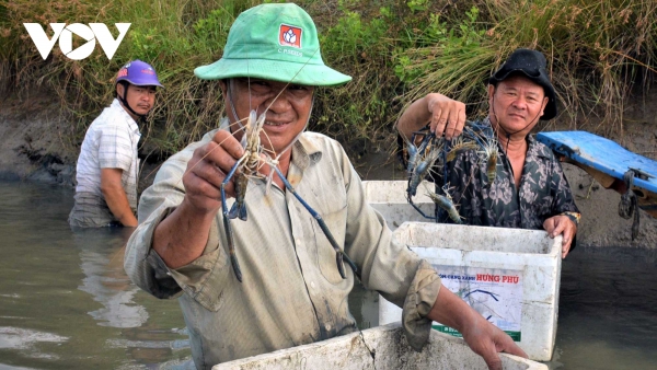 Rộn ràng mùa tôm càng xanh trên đất lúa Cà Mau