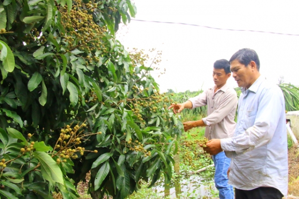 Liên kết canh tác nhãn theo hướng an toàn