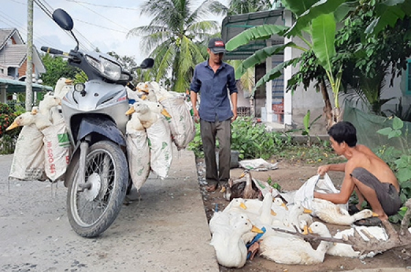 Vịt siêu ngỗng có giá 35.000 đồng/kg