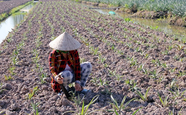 Thành phố Vị Thanh: Xuống giống được 2.280ha khóm