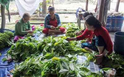 Nhộn nhịp làng trầu