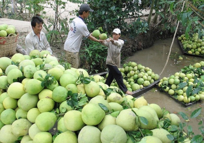 Phát triển sản phẩm OCOP - Bài cuối: Tháo gỡ khó khăn