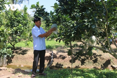 Hiệu quả từ tái cơ cấu ngành nông nghiệp ở Sóc Trăng