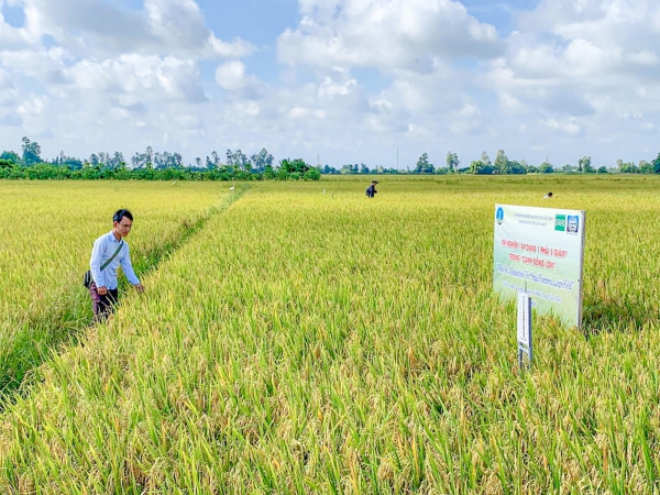 Nỗ lực chăm sóc, bảo vệ lúa đông xuân