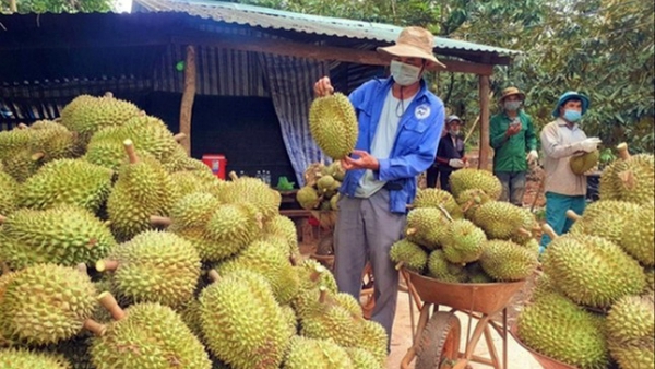 Ồ ạt chặt cà phê và hồ tiêu để trồng sầu riêng: Hậu quả khó lường