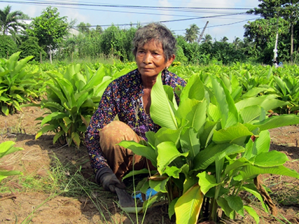 Trồng khoai lùn cho thu nhập khá