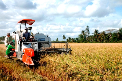 Đồng bằng sông Cửu Long trúng mùa lúa đông xuân