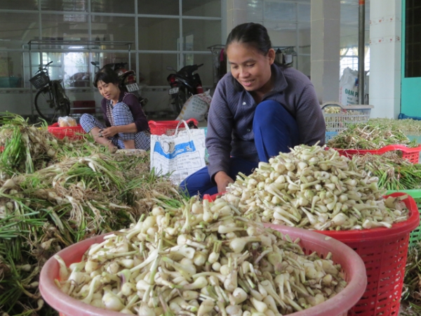 Kiệu mùa Tết tăng giá, nông dân phấn khởi