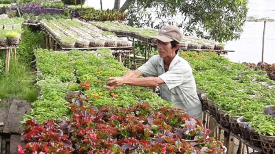 Ấn tượng vùng đất sen hồng