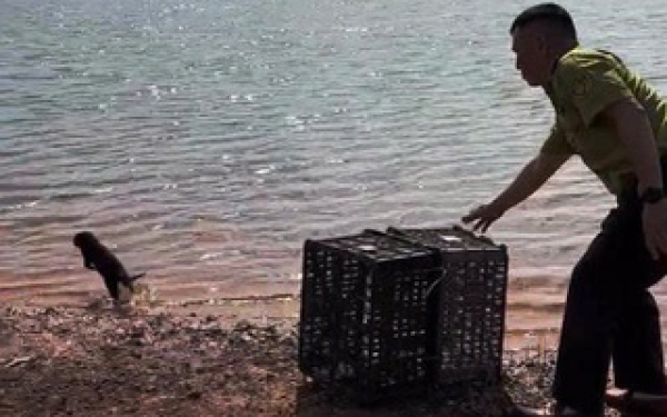 Lần theo tiếng kêu lạ trong đêm, người dân bắt được con vật quý hiếm