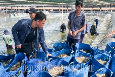 Năm khó, thành công lớn