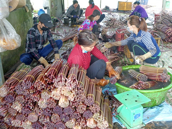 Bông súng, bắp chuối đang tăng giá