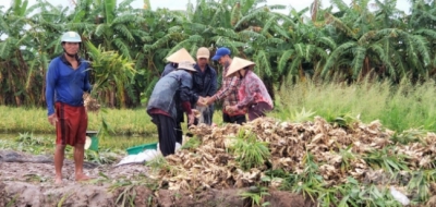 Mưa bão liên tục, nông nghiệp Kiên Giang bị thiệt hại nặng