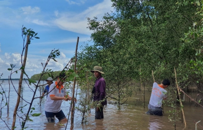 Việt-Hàn chung sức phục hồi rừng ngập mặn tại tỉnh Trà Vinh