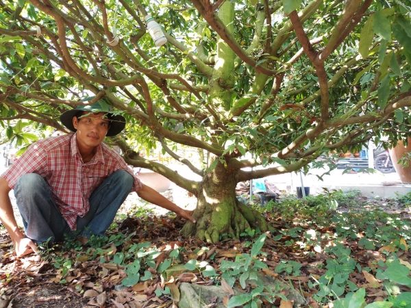 Thu nhập cao từ mai vàng và kiểng bonsai