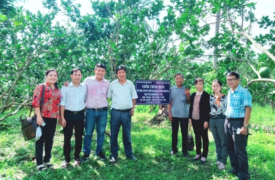 Tân Trung trồng bưởi da xanh theo tiêu chuẩn hữu cơ