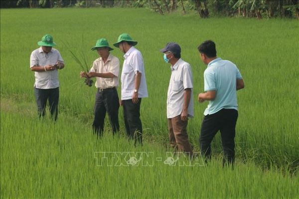 Trồng lúa hữu cơ xuất khẩu ở Gò Công Tây