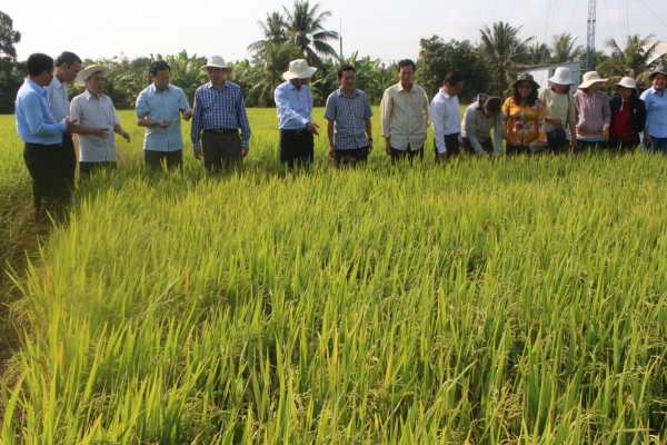 Thăm đồng đầu năm mới,hỗ trợ nông dân thu hoạch lúa đông xuân