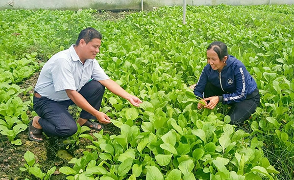 Hỗ trợ vốn, kỹ thuật cho nông dân