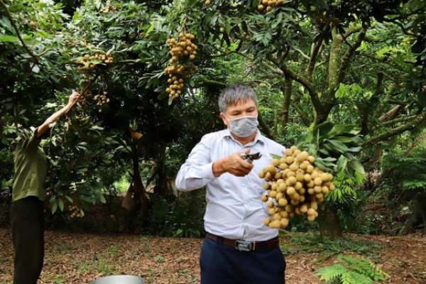 Nhãn lồng Hưng Yên vào mùa tiêu thụ