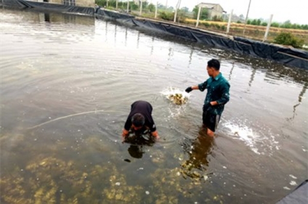 Nuôi con giống li ti, bán kèm với cát, thu tiền tỷ mỗi năm