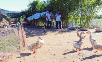 Chăn nuôi vịt an toàn sinh học