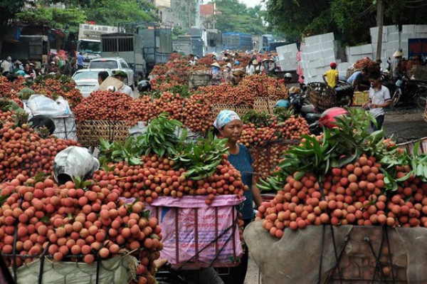 Tin vui bất ngờ cho trái vải Việt Nam