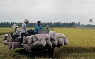 Thu hoạch gần 1.100ha lúa Hè thu