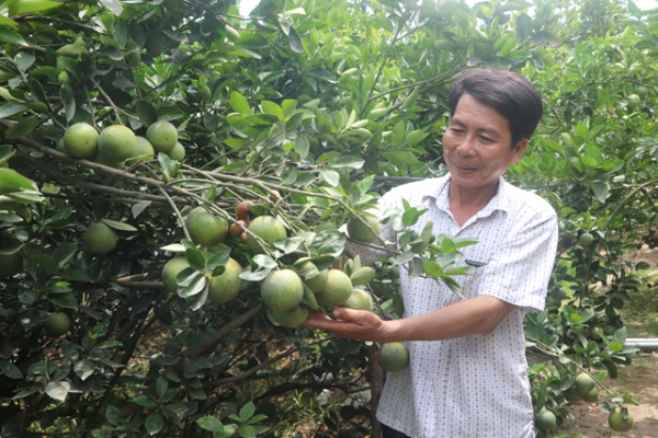 Sản xuất sạch để “đi đường dài” với cây cam xoàn