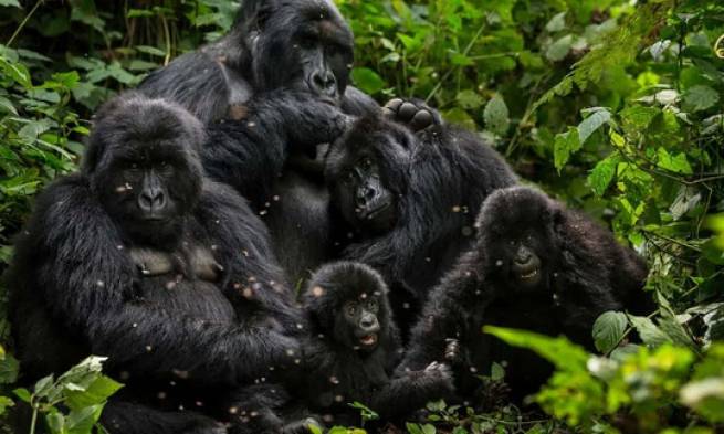 Mập mờ vụ Congo b&aacute;n th&uacute; qu&yacute; hiếm cho Trung Quốc
