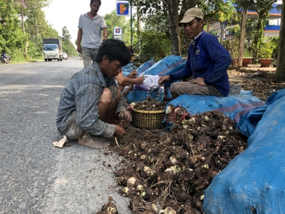 Giá khoai môn tăng