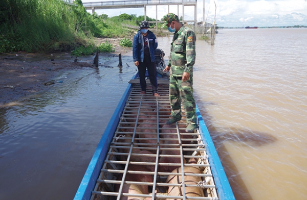 Bộ đội Biên phòng Đồng Tháp; Thu giữ 1,5 tấn heo thịt nhập lậu qua biên giới