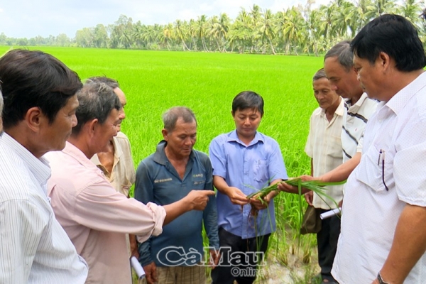 Sản xuất lúa an toàn hướng đi tất yếu của nông dân