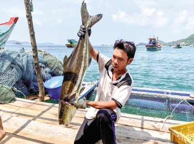 Lênh đênh nghề nuôi cá bè biển Tây