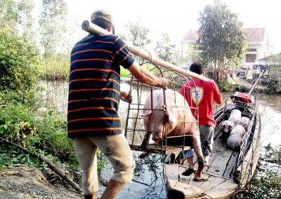 Bệnh dịch tả heo châu Phi còn lây lan nhanh ở các tỉnh, thành vùng ĐBSCL