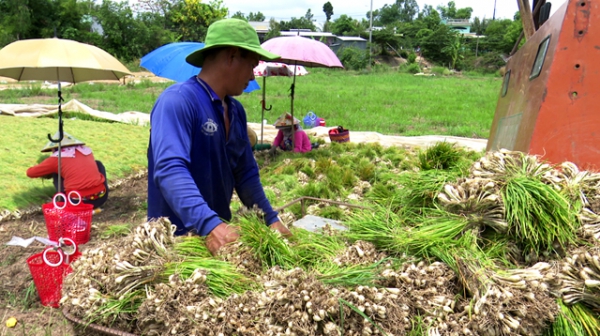 Trồng kiệu lỡ cỡ, nông dân thua lỗ nặng