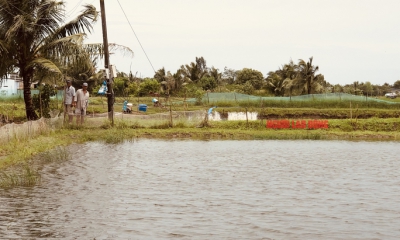 Một phụ nữ bị cánh quạt nuôi tôm cuốn tử vong, bỏ lại 2 con nhỏ