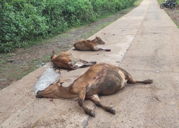 Hy hữu xe tải tông đàn bò, 18 con bò nằm chết la liệt ở Gia Lai