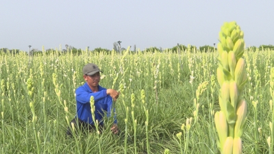 Nông dân tập trung chăm sóc hoa huệ kỳ vọng mùa hoa tết